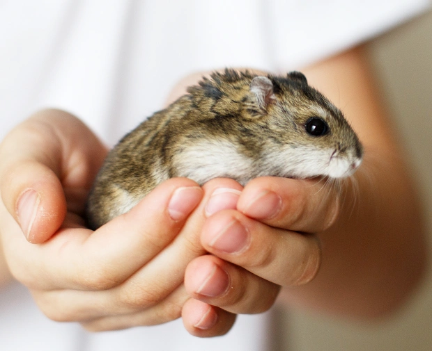 exotic pet care