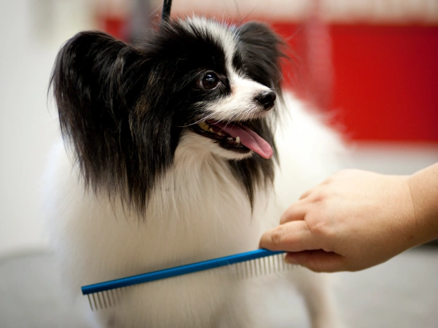 pet grooming services