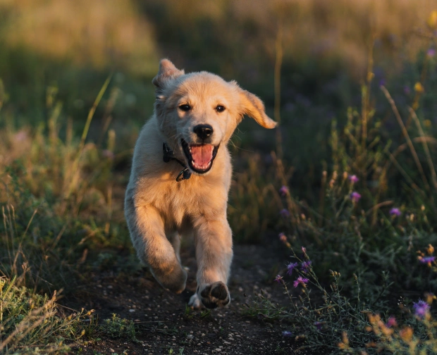 puppy and kitten care