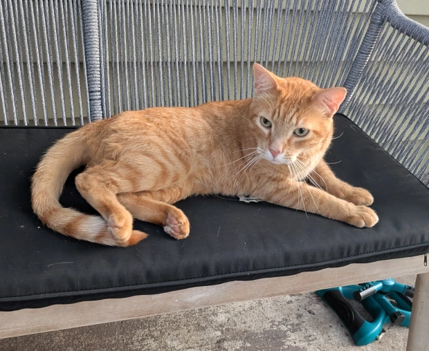 Senioir Pet Care