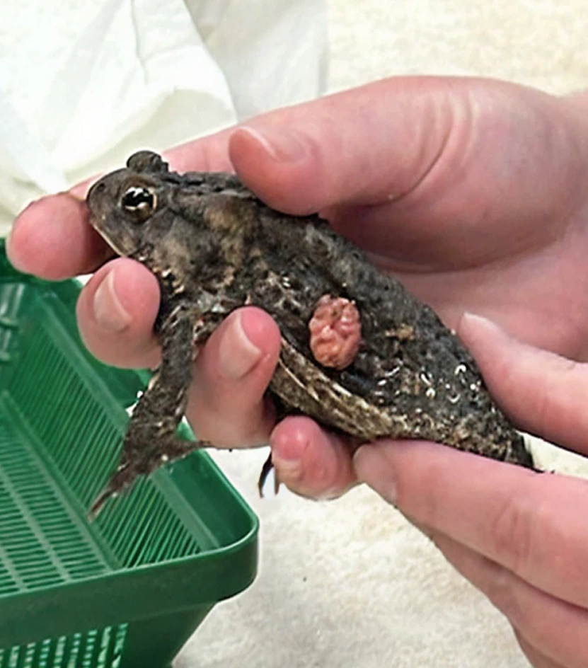 exotic-pet-care-service