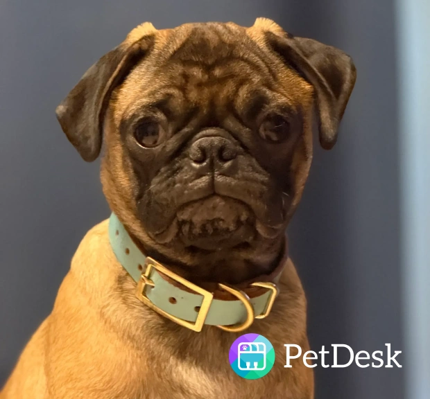 petdesk app appointment