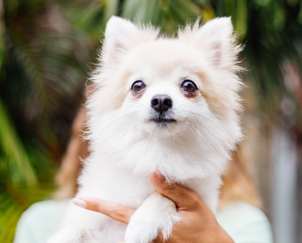 petdesk app
