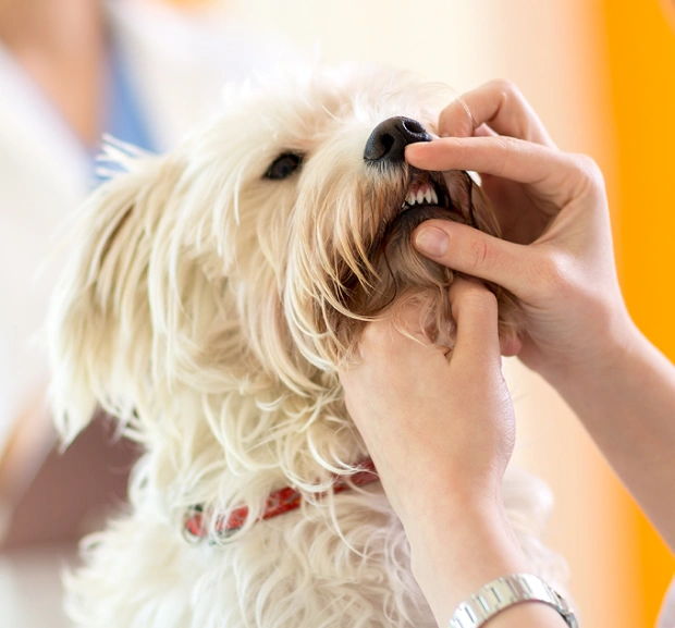 pet dental services
