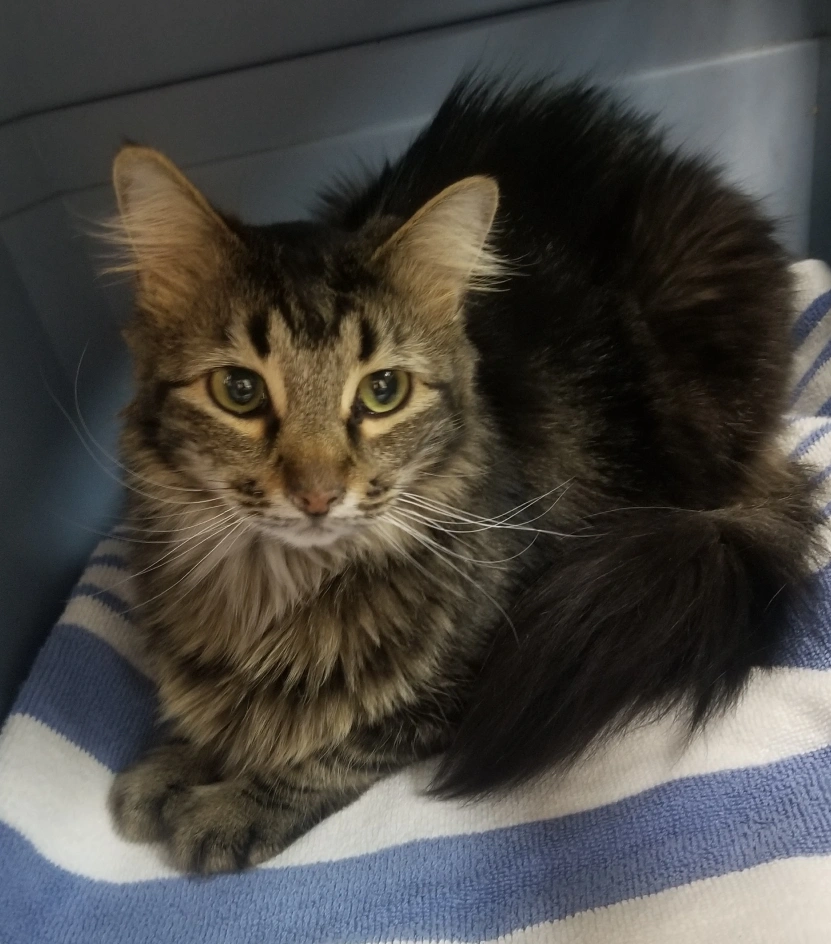 img-senior-pet