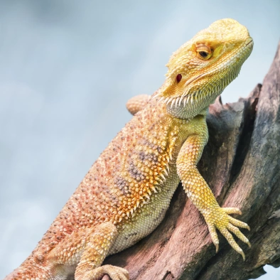 Exotic Pet Care