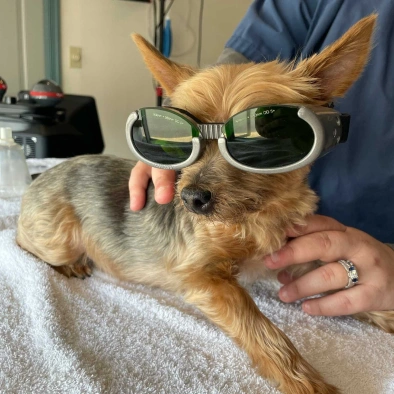 Laser Therapy