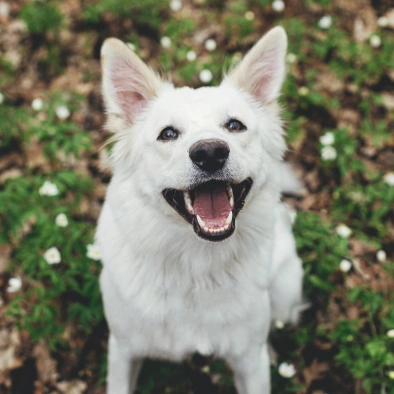 Pet Dental Services