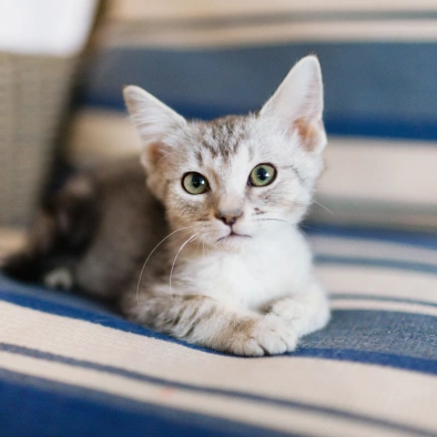 Puppy &  Kitten Care