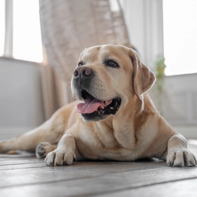 Senior Pet Care