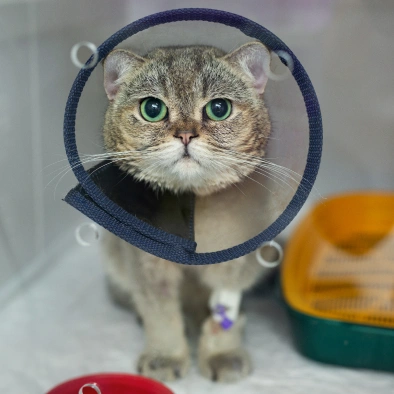 Pet Surgery