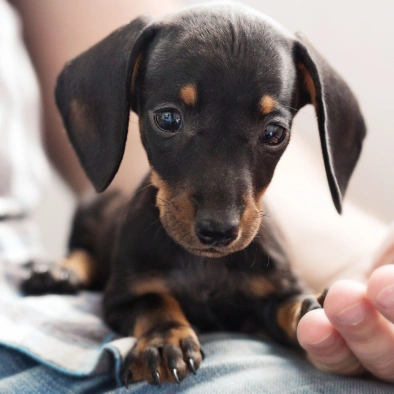 Exotic Pet Care