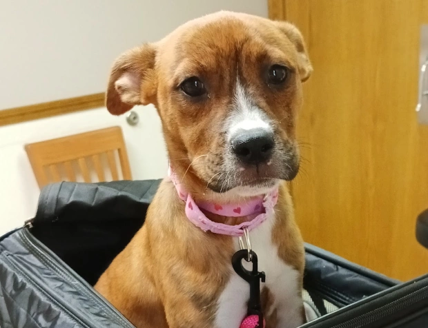 A tan and white puppy with a pink heart-patterned collar sitting inside a carrier bag in a clinic waiting area.