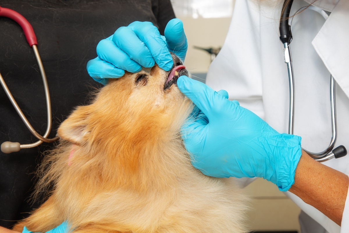 pet-dental-health-behavior-changes