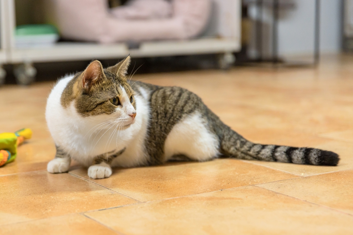 rescue-cat-dental-care-routine