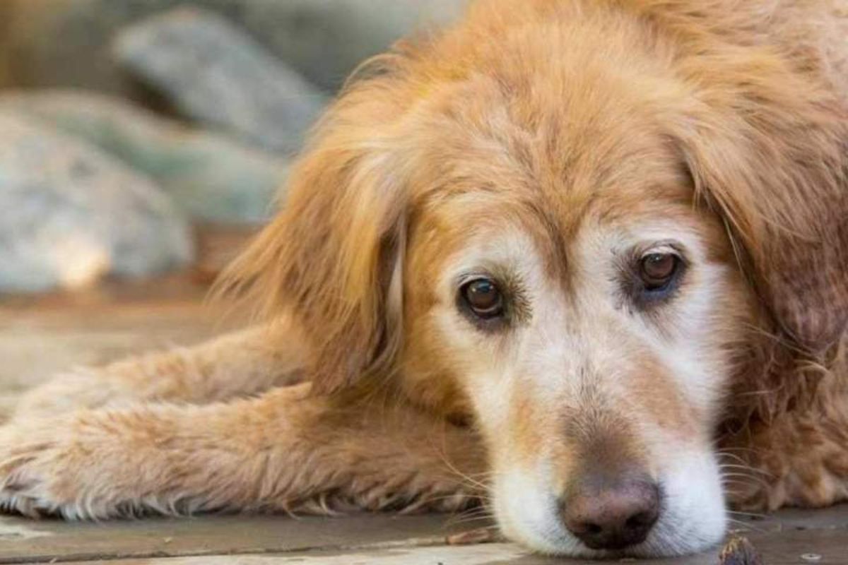 senior-pet-care-healthy-aging